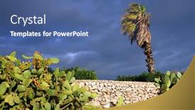  Presentation with cactus - Slides featuring prickly-pear-cactus-opuntia-ficus background and a  colored foreground