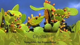  Presentation with pear - Presentation consisting of prickly-pear-cactus-opuntia-ficus background and a  colored foreground