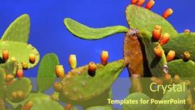  Presentation with pear - PPT theme having prickly-pear-cactus-opuntia-ficus background and a  colored foreground