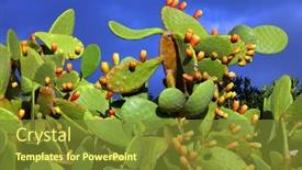  Presentation with cactus - Presentation with prickly-pear-cactus-opuntia-ficus background and a  colored foreground