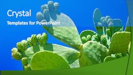  Presentation with cactus - Presentation design featuring prickly pear cactus background and a cobalt blue colored foreground