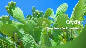  Presentation with pear - Cool new PPT theme with prickly pear cactus backdrop and a tawny brown colored foreground