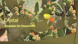  Presentation with pear - Amazing PPT theme having prickly pear cactus backdrop and a tawny brown colored foreground