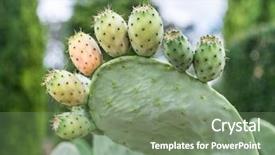  Presentation with pear - Presentation consisting of prickly pear or opuntia plant background and a  colored foreground