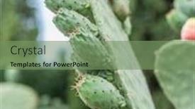  Presentation with pear - Colorful slide deck enhanced with prickly-pear-or-opuntia-plant backdrop and a seafoam green colored foreground