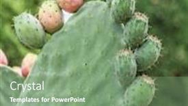  Presentation with pear - Slide set having prickly-pear-or-opuntia-plant background and a seafoam green colored foreground