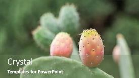  Presentation with pear - Audience pleasing theme consisting of prickly-pear-or-opuntia-plant backdrop and a ocean colored foreground