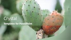  Presentation with pear - Slide deck with prickly-pear-or-opuntia-plant background and a seafoam green colored foreground