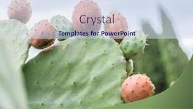  Presentation with pear - PPT layouts featuring figuier de barbarie - prickly pear or opuntia plant background and a sky blue colored foreground