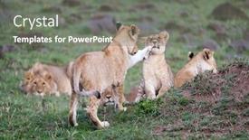  Presentation with lions - Presentation theme having pride-of-lions-with-playful background and a gray colored foreground