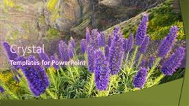  Presentation with europe - Cool new PPT theme with pride-of-madeira-echium-fastuosum backdrop and a violet colored foreground