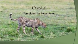  Presentation with cheetah - PPT theme having prime-adult-male-cheetah-acinonyx background and a mint green colored foreground