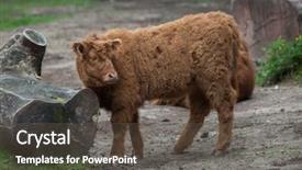  Presentation with animal calf - Audience pleasing PPT layouts consisting of primigenius taurus calf domestic animal backdrop and a  colored foreground