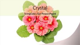  Presentation with white flowers - PPT theme featuring primrose - lovely primula on white background background and a blonde colored foreground