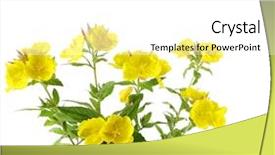  Presentation with white flowers - Presentation theme with primrose - sundrop oenothera fruticose flowers isolated background and a white colored foreground