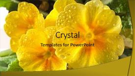  Presentation with water drops - Audience pleasing slide deck consisting of bullying - woman shows stop sign backdrop and a dark gray colored foreground