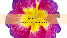  Presentation with bud - Theme with primrose primula head bud close up macro isolated on white background and a gold colored foreground