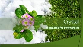  Presentation with pink green - PPT layouts featuring primrose-spring-flower-blooming background and a tawny brown colored foreground