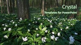  Presentation with fire emergency forest - PPT theme featuring primroses in the beech forest background and a  colored foreground