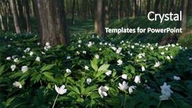  Presentation with fire emergency forest - Cool new slide set with primroses in the beech forest backdrop and a tawny brown colored foreground