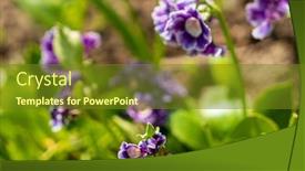  Presentation with garden - PPT theme enhanced with primula-flowers-in-the-garden background and a  colored foreground
