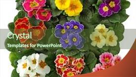  Presentation with background - Amazing PPT layouts having primula-isolated-on-white-background backdrop and a tawny brown colored foreground