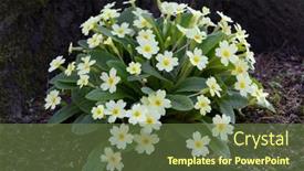 Presentation with springtime - PPT theme featuring primula-vulgaris-common-primrose-blooming background and a  colored foreground