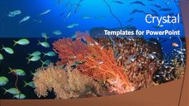  Presentation with coral - PPT theme featuring pristine coral reef in thailand background and a teal colored foreground