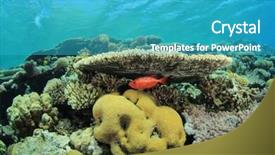  Presentation with tropical reef fish - Slide set featuring pristine coral reef in the red sea with tropical fish background and a teal colored foreground