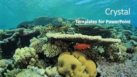  Presentation with tropical reef fish - Amazing slide set having detail of a mourning sculpture on a cemetery backdrop and a light gray colored foreground