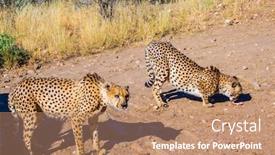  Presentation with safari - Beautiful PPT theme featuring private farm safari in namibia feeding a family of cheetahs backdrop and a coral colored foreground