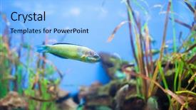  Presentation with yellow - Presentation consisting of wrasse thalassoma pavo small yellow background and a light blue colored foreground