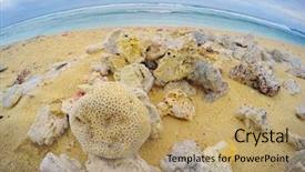  Presentation with fish beach - Beautiful presentation theme featuring saving fish - dead corals on the beach backdrop and a coral colored foreground