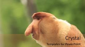  Presentation with proboscis - Slides featuring proboscis monkey adult male portrait background and a coral colored foreground