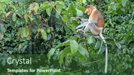  Presentation with proboscis - PPT theme featuring proboscis-monkey-also-known background and a  colored foreground