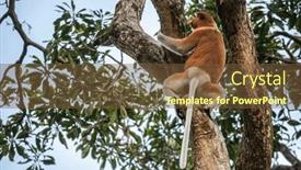  Presentation with proboscis - Slide deck enhanced with proboscis-monkey-also-known background and a  colored foreground