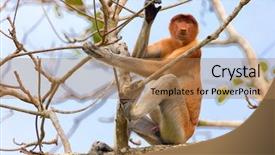  Presentation with monkey - PPT layouts featuring proboscis monkey climbing tree branches background and a coral colored foreground