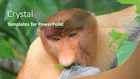  Presentation with proboscis - PPT theme enhanced with proboscis monkey male eating leaves background and a ocean colored foreground