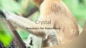  Presentation with proboscis - Theme consisting of proboscis monkey nasalis larvatus or long-nosed monkey background and a lemonade colored foreground