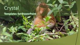  Presentation with proboscis - Cool new theme with proboscis monkey sitting backdrop and a tawny brown colored foreground