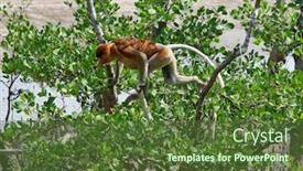  Presentation with proboscis - Slides enhanced with proboscis monkeys in borneo background and a tawny brown colored foreground