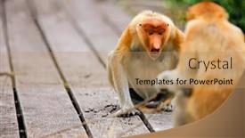  Presentation with proboscis - Beautiful PPT layouts featuring proboscis-monkeys-on-borneo-island backdrop and a coral colored foreground