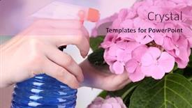  Presentation with hydrangea - Presentation design featuring process-of-caring-for-hydrangea background and a lavender colored foreground