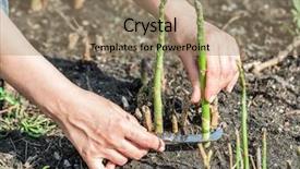  Presentation with green thumb garden - Amazing PPT theme having process of harvesting of green backdrop and a  colored foreground