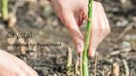  Presentation with process - Theme having process-of-harvesting-of-green background and a coral colored foreground