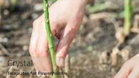  Presentation with green thumb garden - Theme having process-of-harvesting-of-green background and a coral colored foreground