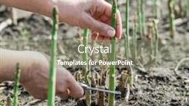  Presentation with process - PPT layouts enhanced with process-of-harvesting-of-green background and a gray colored foreground