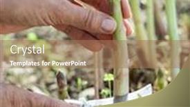  Presentation with process - Cool new PPT layouts with process-of-harvesting-of-white backdrop and a coral colored foreground