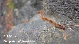  Presentation with caterpillar - Audience pleasing presentation design consisting of processionary-caterpillar-brown-furry backdrop and a gray colored foreground