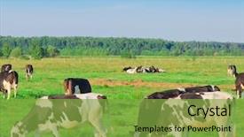  Presentation with animals - Presentation theme having producing milk village animals background and a seafoam green colored foreground